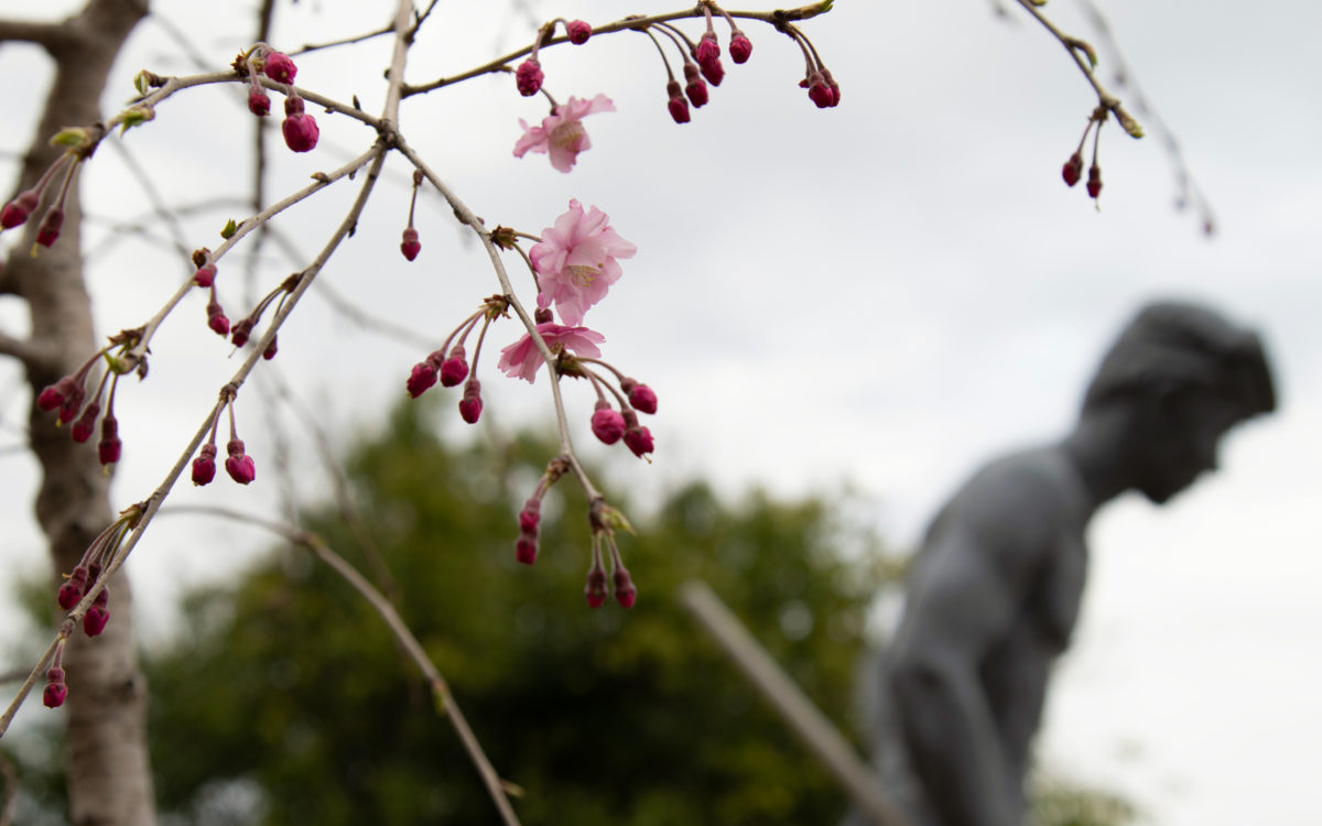 第53期卒業生の卒業記念品として植樹した枝垂れ桜が数輪花開きました。
